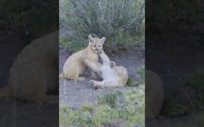 While mom is busy, the puma cubs will play 🥹