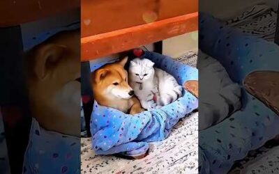 Adorable cat and dog friendship moments