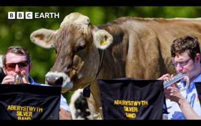 How Do Cows Have Super Senses? | BBC Earth