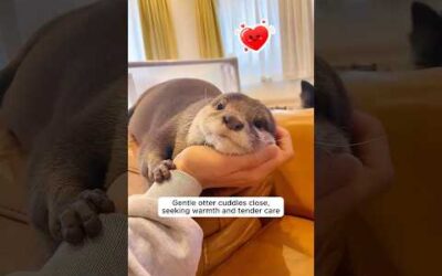How animals show their love