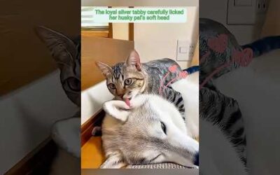 When a cat and dog bond like siblings #pets #dog #cat
