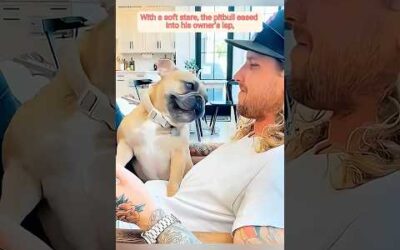 How your dog says “I love you” without words