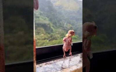 A girl discovered a parrot egg in her backyard and decided to hatch it.