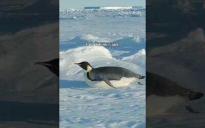 As long as you look like a penguin, that’s all that matters. #SecretsOfThePenguins
