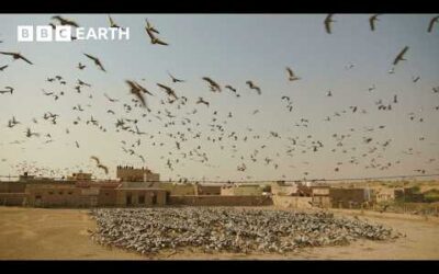 Why Thousands of Cranes Migrate to This Tiny Indian Village | BBC Earth