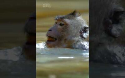 Macaques just want to have fun 🐵🎉 #InsidetheEnchantedForests