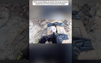 This biker found a lonely puppy on the road and took it home
