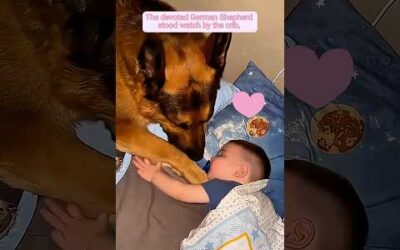 Baby and dog friendship is pure cuteness overload
