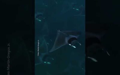 POV: swimming with stingrays 🤩 #NationalGeographic