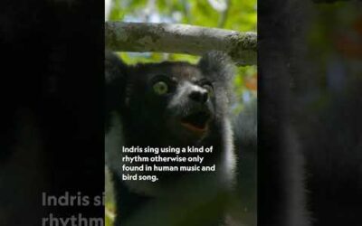 Meet the Indri, the vocal powerhouse of Madagascar’s forests 🌳 #InsidetheEnchantedForests