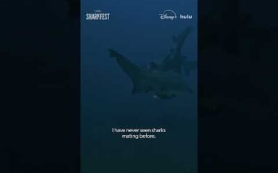 This is how sharks mate #SharkFest