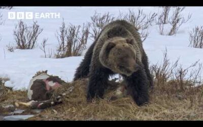 Grizzly Bear vs Scavengers: Who Will Claim The Frozen Prize? | BBC Earth