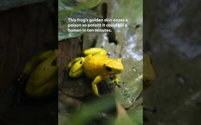 Cute but a little bit toxic 🐸 #GoldenDartFrogs #InsideTheEnchantedForests