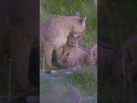 Dinnertime for pumas in Patagonia 🍽️ #NationalGeographic