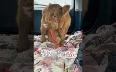 Kind-hearted man saved a calf and adopted it (highland cow)
