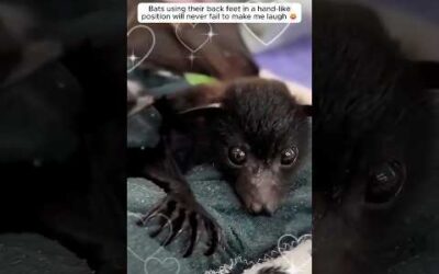A kind woman rescued a baby bat