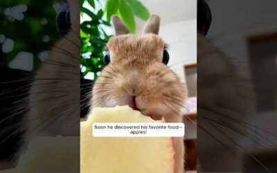 This family found a baby bunny all alone on the road and then…