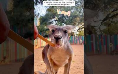 A kind man rescued a baby kangaroo he found alone in the wild.
