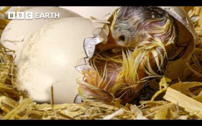This Mother Hen Talks To Her Eggs – And They Chirp Back! | BBC Earth