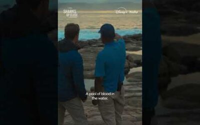 He’s swum with sharks, but diving with great whites is a new challenge #SharksUpClose #SharkFest