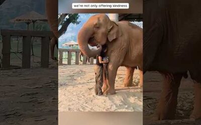 Animals teach us love ❤️ #monkey #chicken #elephant #pig #dog #cow