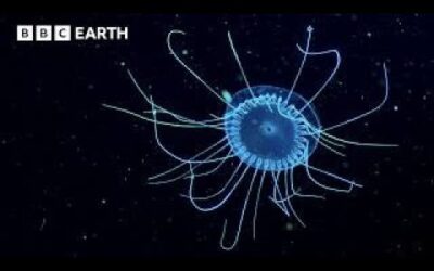 LIVE 🔴 Exploring Underwater Worlds | BBC Earth