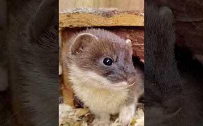 This family adopted a baby stoat lying helpless on the road
