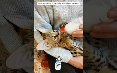 Biker rescued a kitten on the side of the road, and this happened (savannah cat)