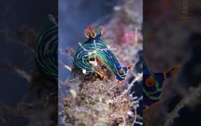 A rainbow of sea life underwater 🌈 #Shorts #Animals #IndoPacific #Wildlife
