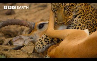 Hyena Tries to Steal Leopard’s Kill in Incredible Battle | 4K UHD | BBC Earth