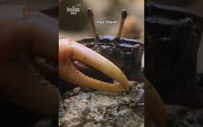 Male fiddler crabs use their oversized claw to dig, duel, and seduce the ladies. #ARealBugsLife