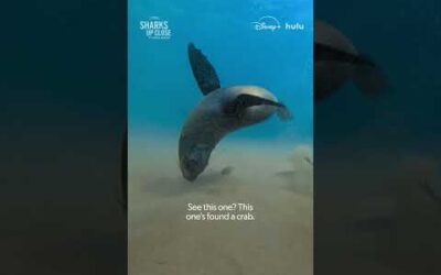 Sunbathing safely is a two-seal job 🦭 #SharksUpClose #SharkFest