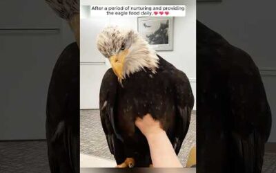 The family rescued an injured eagle in their backyard