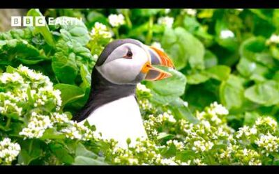 2 Hours with Earth’s Most Extraordinary Animals | BBC Earth