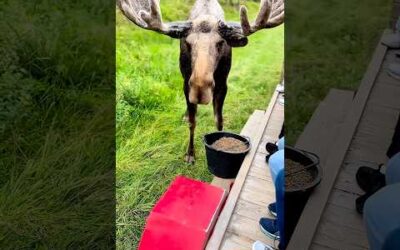 A family rescued a moose lying on the road