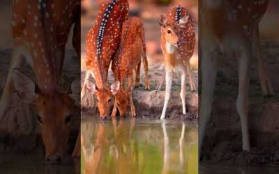 Stay hydrated 💧 #Shorts #Animals #WiIdlife #Deer