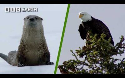 Otters vs Bald Eagles in a High-Stakes Hunt | BBC Earth