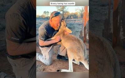 When Animals Love You #sheep #chicken #goose #kangaroo #donkey #fish