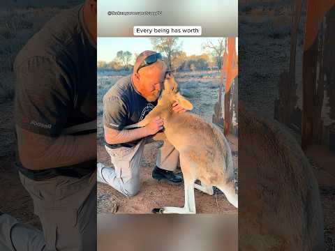 When Animals Love You #sheep #chicken #goose #kangaroo #donkey #fish