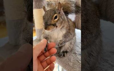A family found a baby squirrel and then raised it