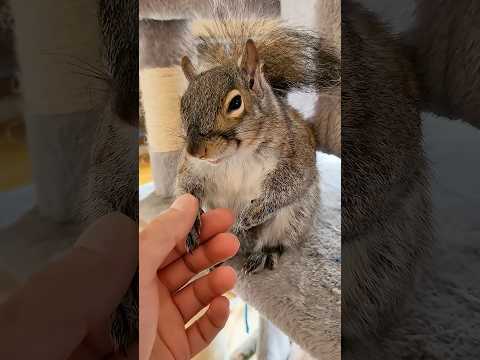 A family found a baby squirrel and then raised it