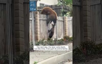 This family welcomed many wild animals every day