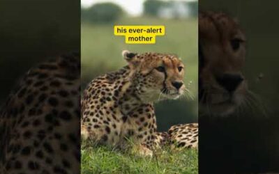 Naps can wait—for this cheetah cub, it’s all about learning to be alert 💤