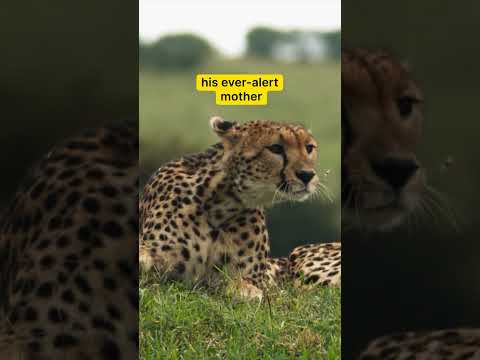 Naps can wait—for this cheetah cub, it’s all about learning to be alert 💤