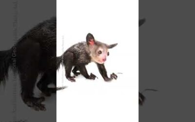 Meet the Aye-Aye: Bad Luck or Misunderstood? 🤔