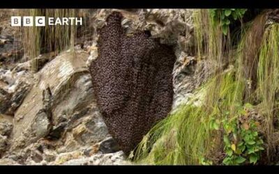 Bees vs Hornets: Nature’s Most Synchronised Defence System | BBC Earth