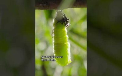 It’s called growth, honey 💅 #IncredibleAnimalJourneys
