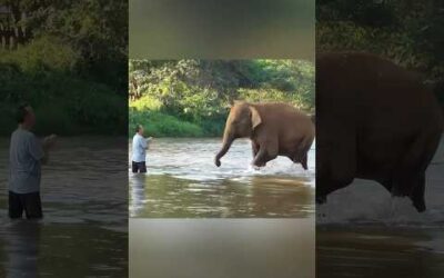 Animals teach us love ❤️ #elephant #tiger #horse #moose #parrot #bear #cow #whale #dog #deer