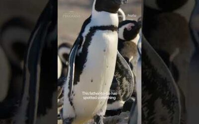 Turns out even penguins get jealous 🐧