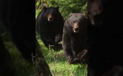 Don’t Mess with this Mama Bear 😤